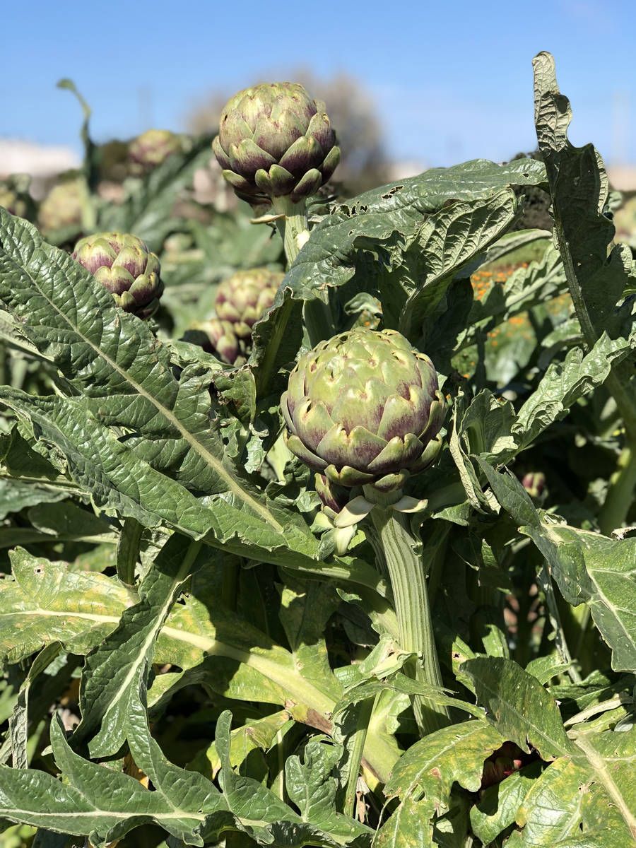 Sementi Per Carciofi Ar Ls 600 Lamboseeds